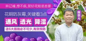 花期防灰霉，关键看3点